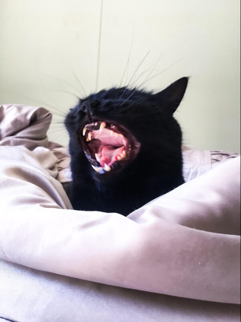 22 biting cats who decided to head the household hierarchy 22 biting cats who decided to head the household hierarchy