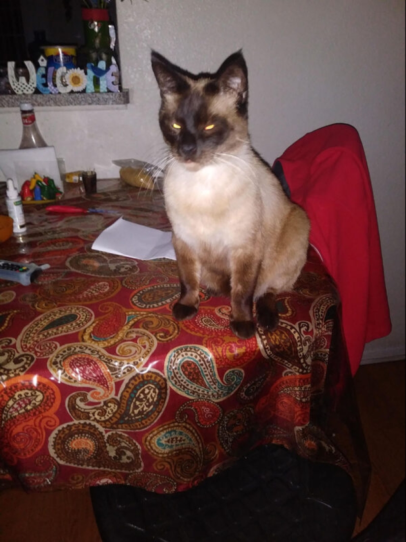 22 biting cats who decided to head the household hierarchy 22 biting cats who decided to head the household hierarchy