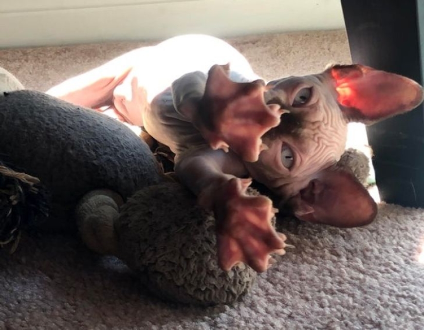 22 biting cats who decided to head the household hierarchy 22 biting cats who decided to head the household hierarchy