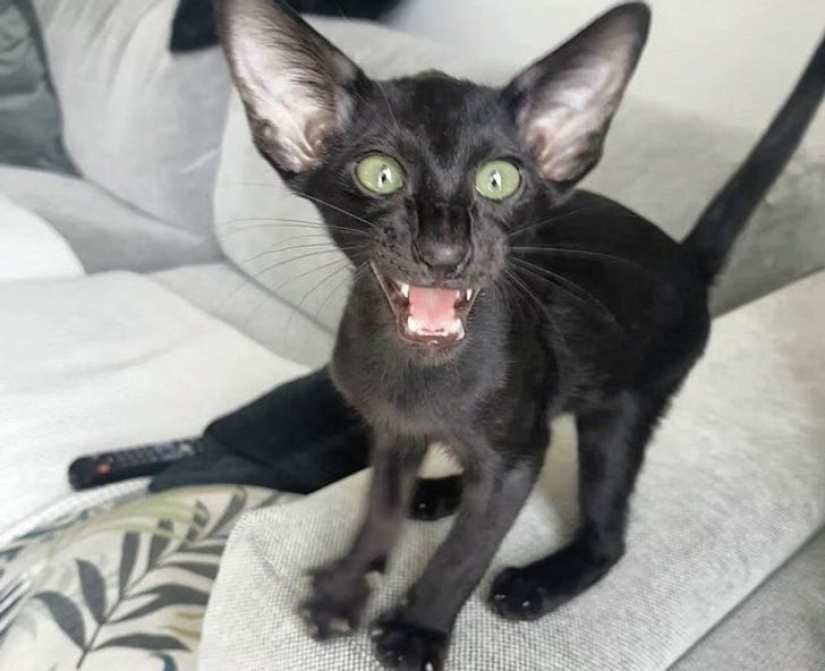 22 biting cats who decided to head the household hierarchy 22 biting cats who decided to head the household hierarchy