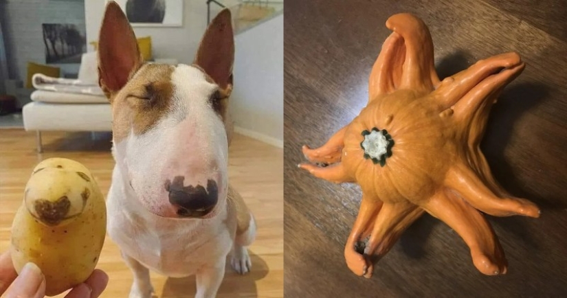 22 cases when nature surprised in the most unexpected way 22 cases when nature surprised in the most unexpected way