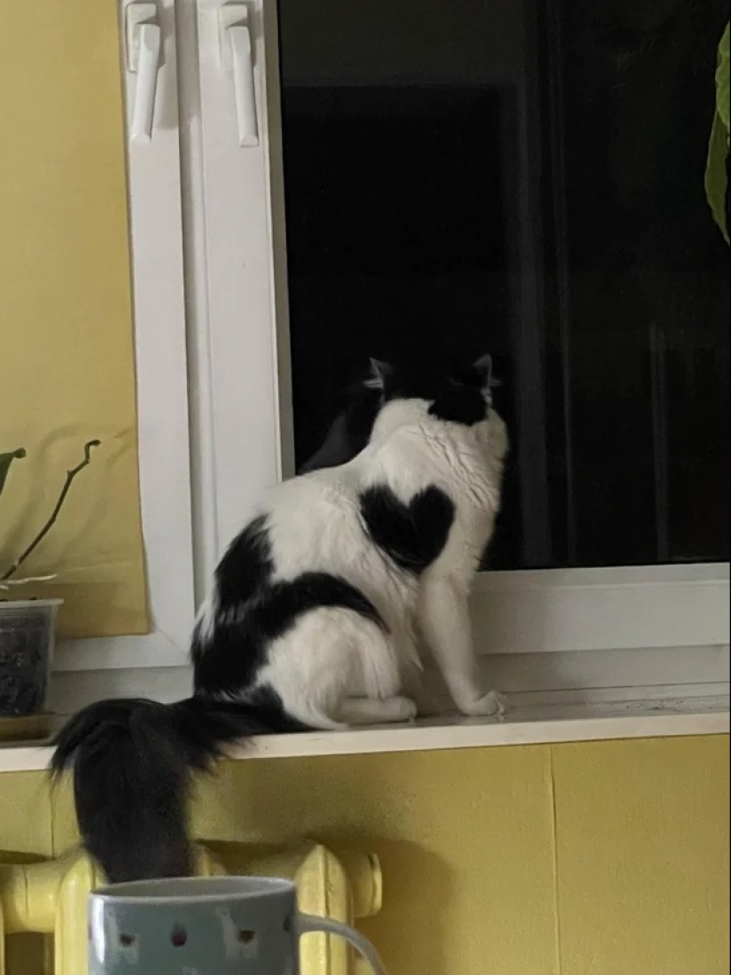 22 cases when nature surprised in the most unexpected way 22 cases when nature surprised in the most unexpected way