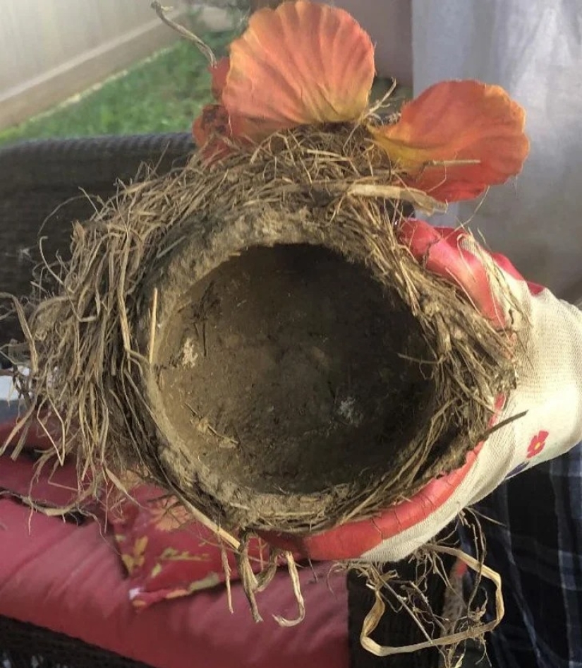 22 cases when nature surprised in the most unexpected way 22 cases when nature surprised in the most unexpected way