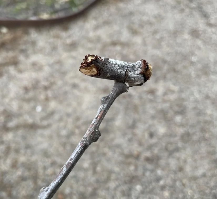 22 cases when nature surprised in the most unexpected way 22 cases when nature surprised in the most unexpected way