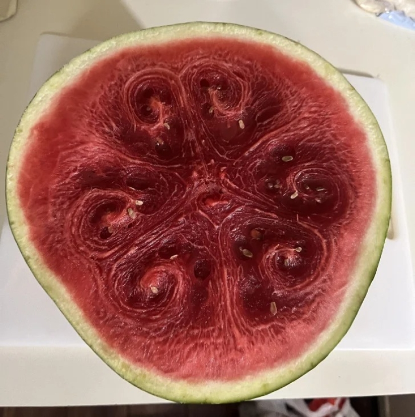 22 cases when nature surprised in the most unexpected way 22 cases when nature surprised in the most unexpected way