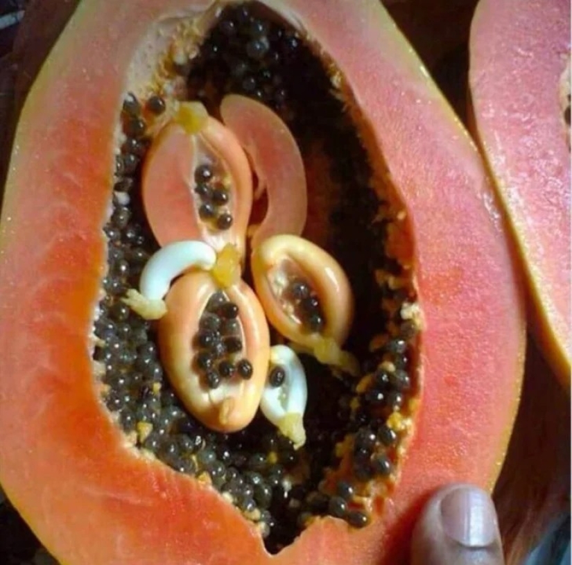 22 cases when nature surprised in the most unexpected way 22 cases when nature surprised in the most unexpected way