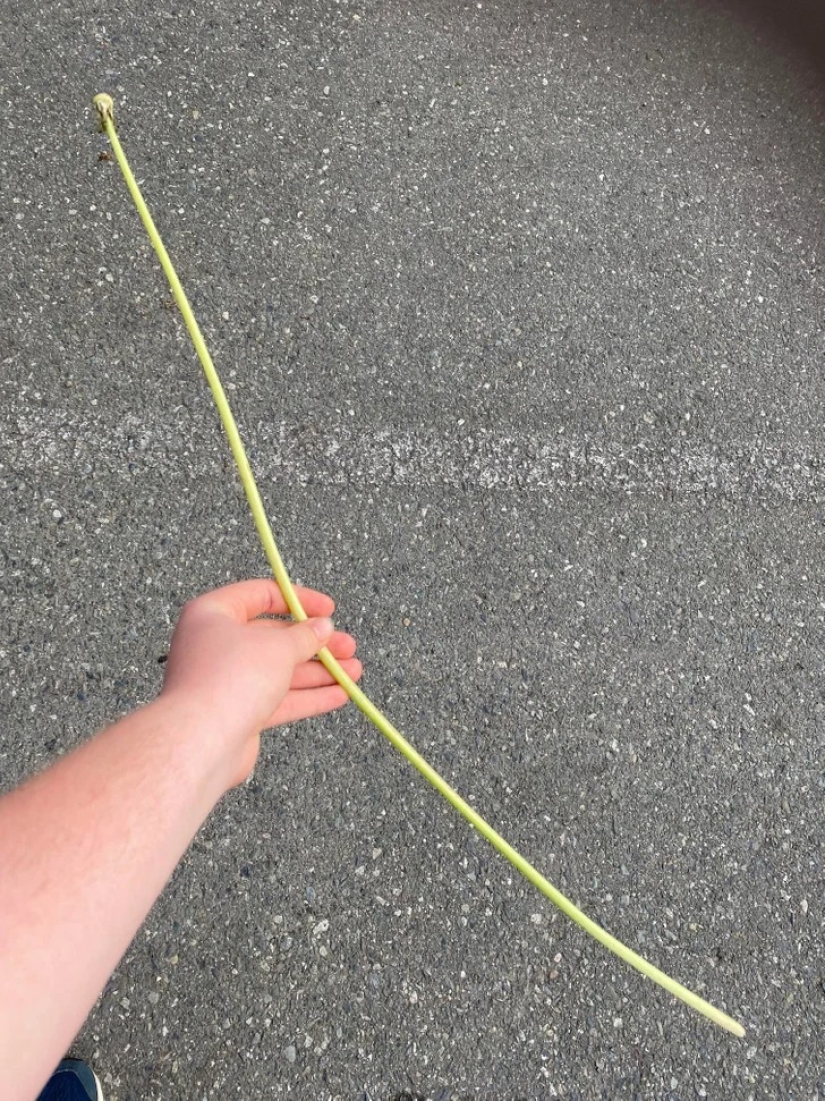 22 cases when nature surprised in the most unexpected way 22 cases when nature surprised in the most unexpected way