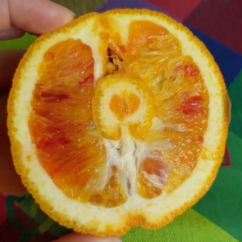 22 cases when nature surprised in the most unexpected way 22 cases when nature surprised in the most unexpected way