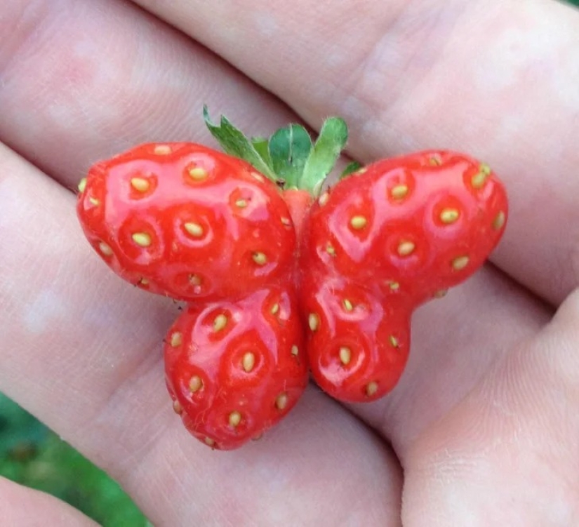 22 cases when nature surprised in the most unexpected way 22 cases when nature surprised in the most unexpected way