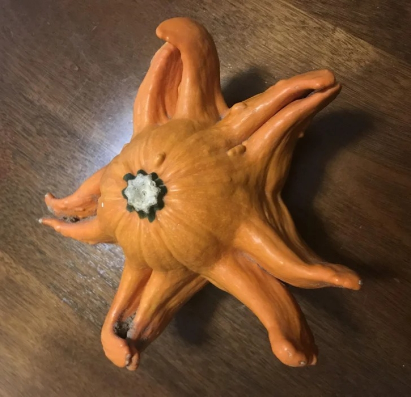 22 cases when nature surprised in the most unexpected way 22 cases when nature surprised in the most unexpected way