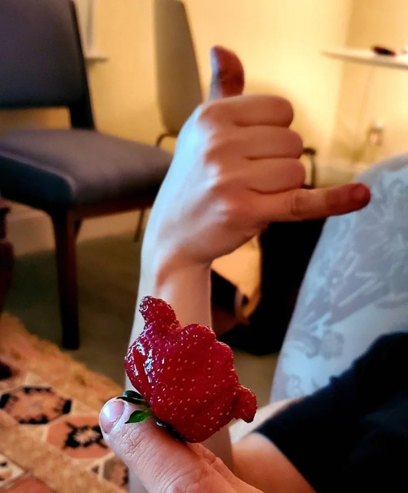 22 cases when nature surprised in the most unexpected way 22 cases when nature surprised in the most unexpected way