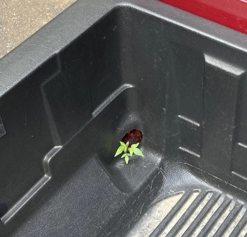 22 cases when nature surprised in the most unexpected way 22 cases when nature surprised in the most unexpected way