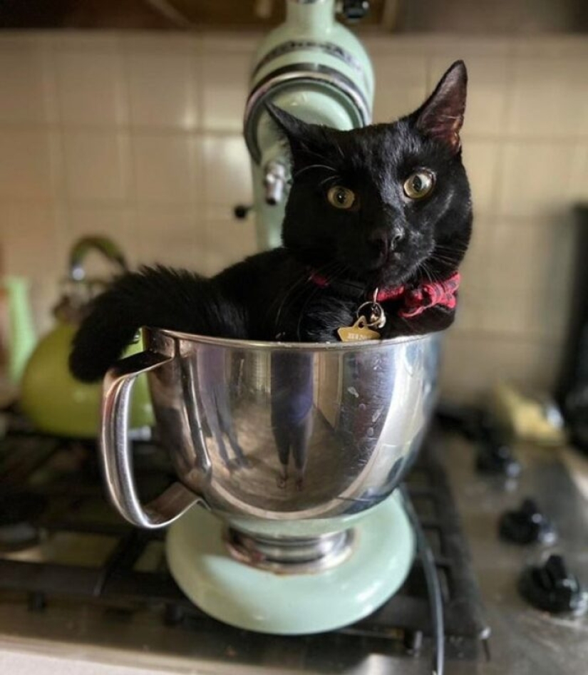 22 cats who, like no one else, know how to find a cozy place 22 cats who, like no one else, know how to find a cozy place