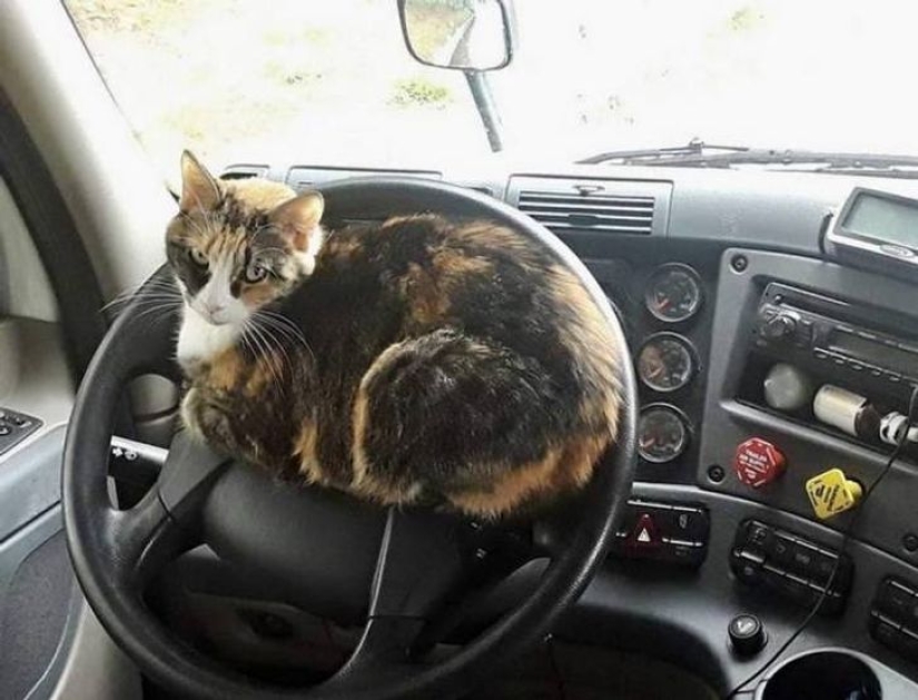 22 cats who, like no one else, know how to find a cozy place 22 cats who, like no one else, know how to find a cozy place