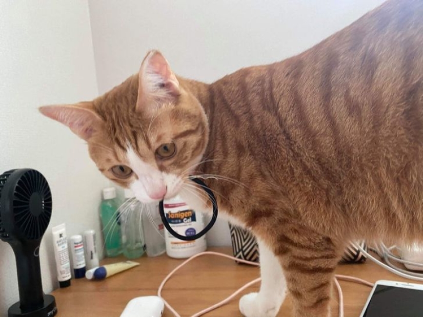 22 comadrejas desvergonzadas y bigotudas que tienen una "opinión separada" sobre las prohibiciones 22 comadrejas desvergonzadas y bigotudas que tienen una "opinión separada" sobre las prohibiciones