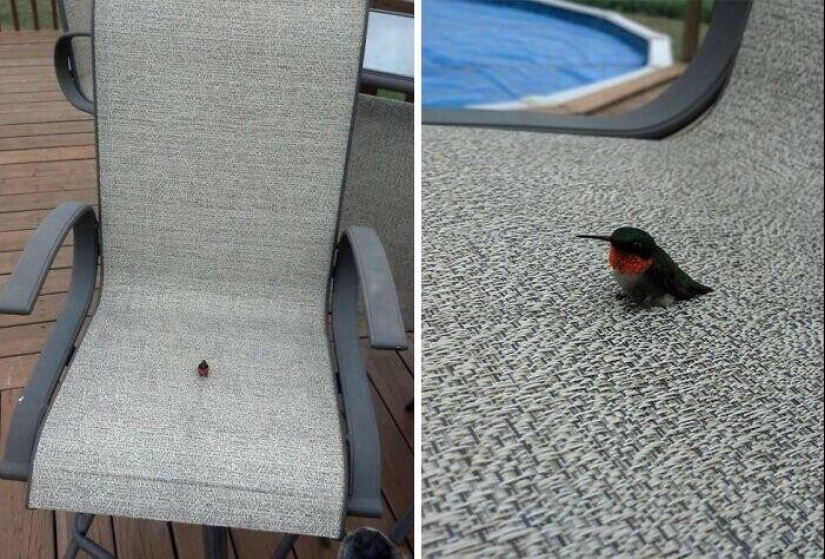 22 cute photos of animals that will get rid of any spleen 22 cute photos of animals that will get rid of any spleen