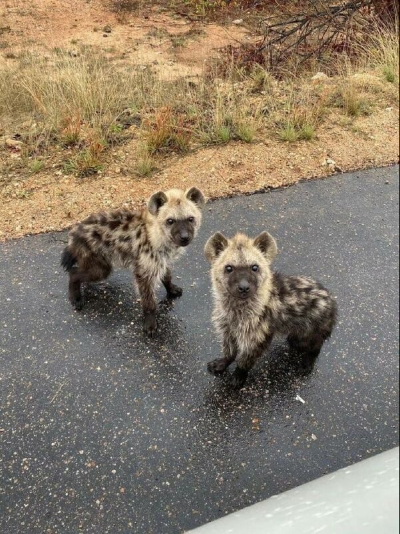 22 cute photos of animals that will get rid of any spleen 22 cute photos of animals that will get rid of any spleen