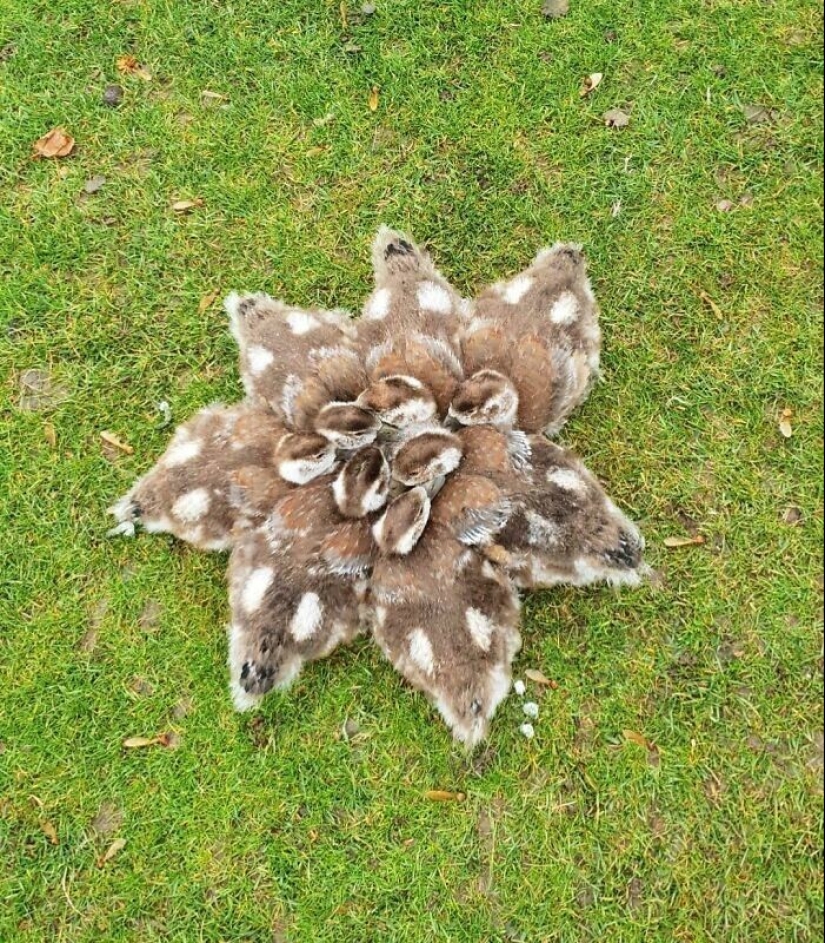 22 cute photos of animals that will get rid of any spleen 22 cute photos of animals that will get rid of any spleen