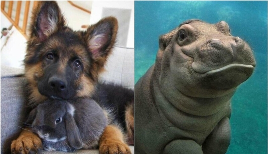 22 cute photos of animals that will get rid of any spleen 22 cute photos of animals that will get rid of any spleen