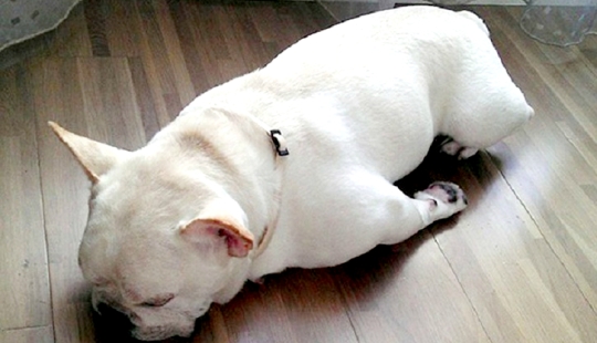 22 dogs that can sleep anywhere, anytime! 22 dogs that can sleep anywhere, anytime!