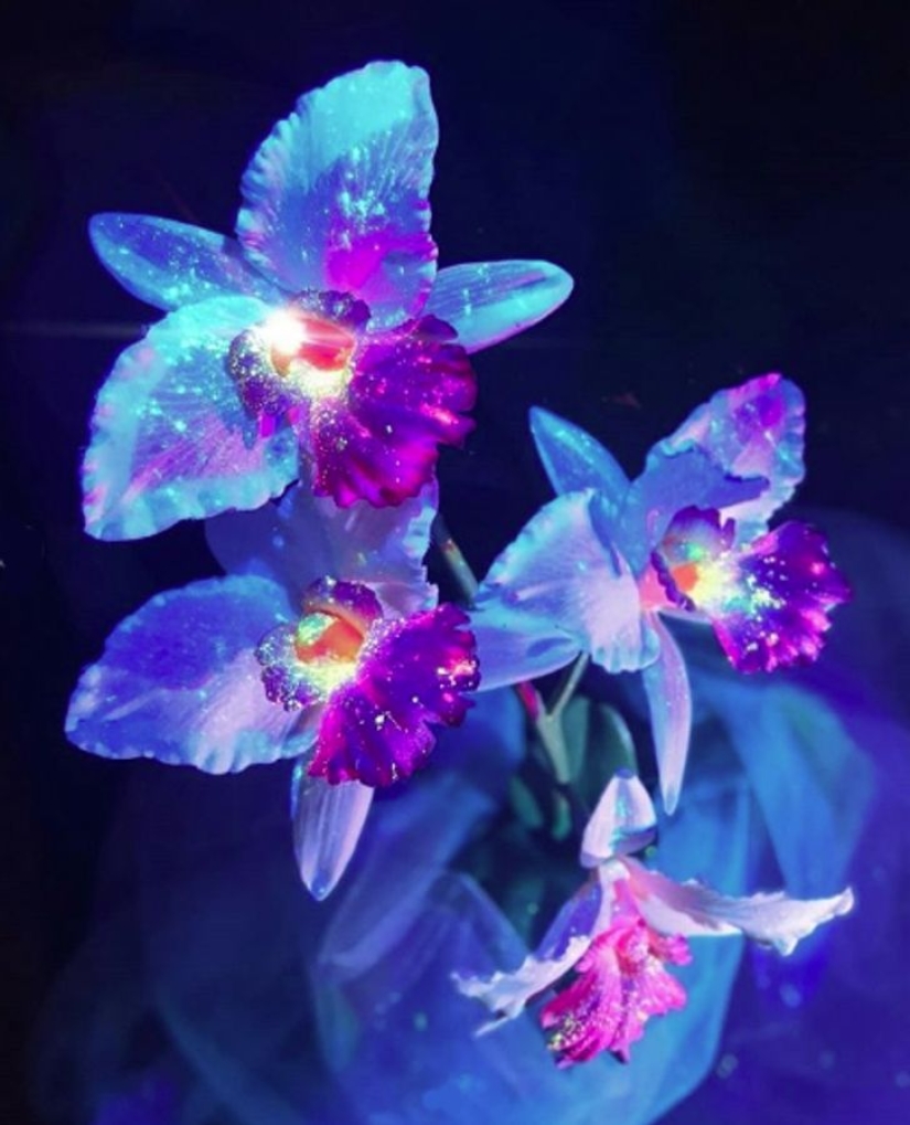 22 ejemplos de cómo el mundo circundante cambia bajo una lámpara ultravioleta 22 ejemplos de cómo el mundo circundante cambia bajo una lámpara ultravioleta