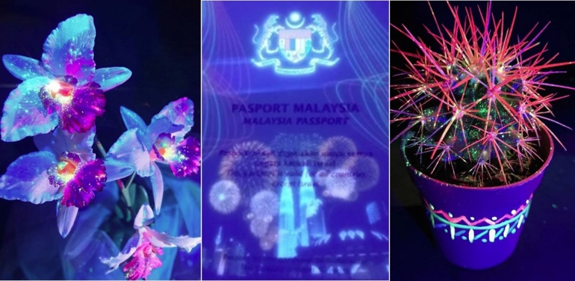 22 examples of how the surrounding world changes under an ultraviolet lamp 22 examples of how the surrounding world changes under an ultraviolet lamp