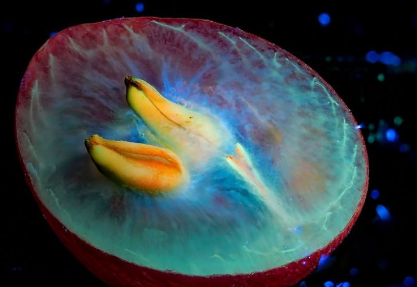 22 examples of how the surrounding world changes under an ultraviolet lamp 22 examples of how the surrounding world changes under an ultraviolet lamp