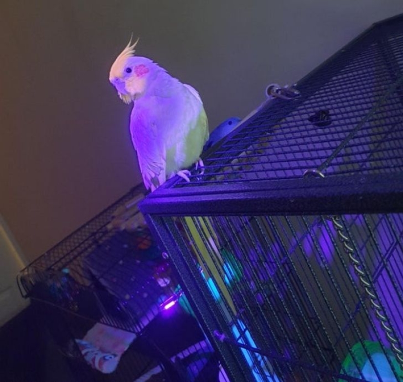 22 examples of how the surrounding world changes under an ultraviolet lamp 22 examples of how the surrounding world changes under an ultraviolet lamp