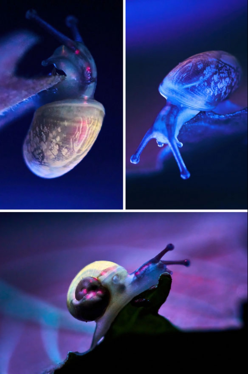 22 examples of how the surrounding world changes under an ultraviolet lamp 22 examples of how the surrounding world changes under an ultraviolet lamp