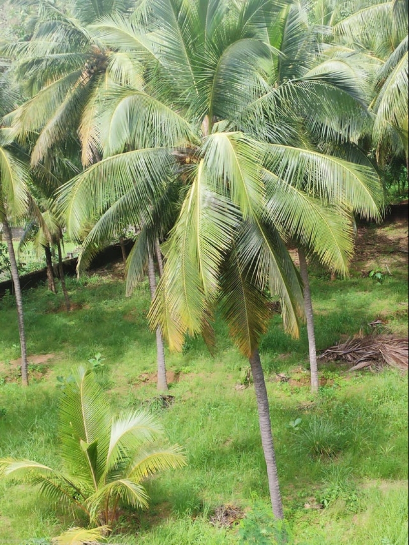 22 extraños hallazgos que han causado perplejidad a la gente 22 extraños hallazgos que han causado perplejidad a la gente