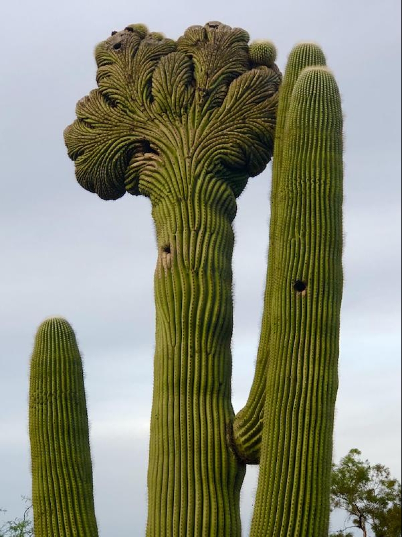 22 extraños hallazgos que han causado perplejidad a la gente 22 extraños hallazgos que han causado perplejidad a la gente