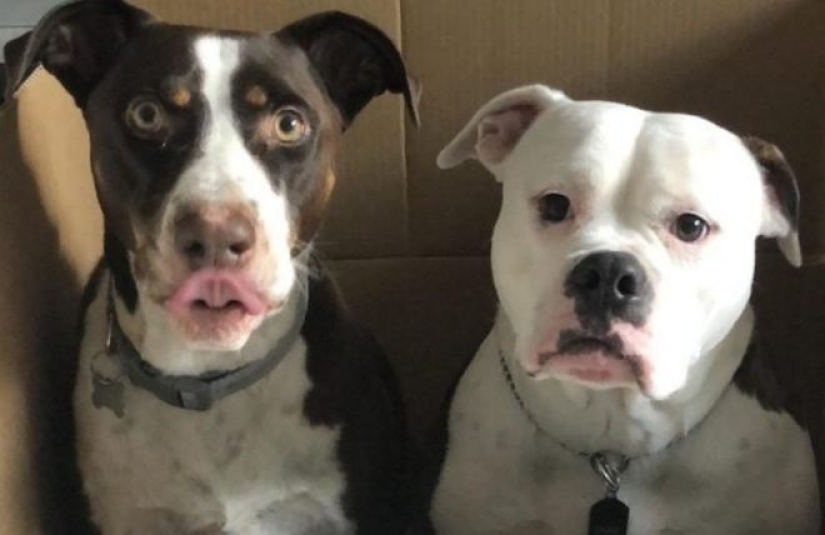 22 fotografías con ángulos engañosos que te dejarán boquiabierto. 22 fotografías con ángulos engañosos que te dejarán boquiabierto.