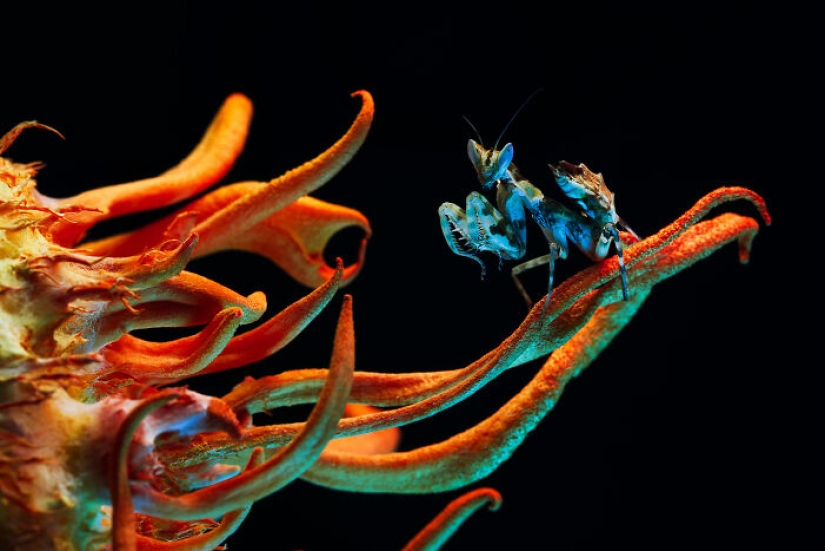 22 fotografías premiadas en los World Nature Photography Awards 2025