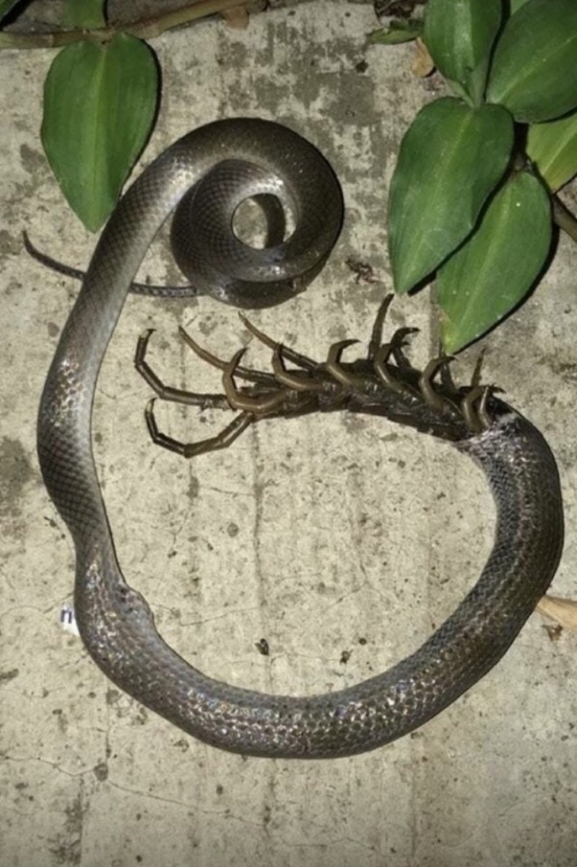 22 fotos aterradoras que te ponen la piel de gallina 22 fotos aterradoras que te ponen la piel de gallina