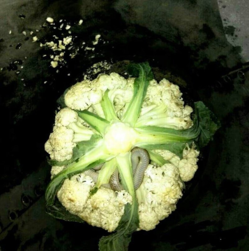 22 fotos aterradoras que te ponen la piel de gallina 22 fotos aterradoras que te ponen la piel de gallina