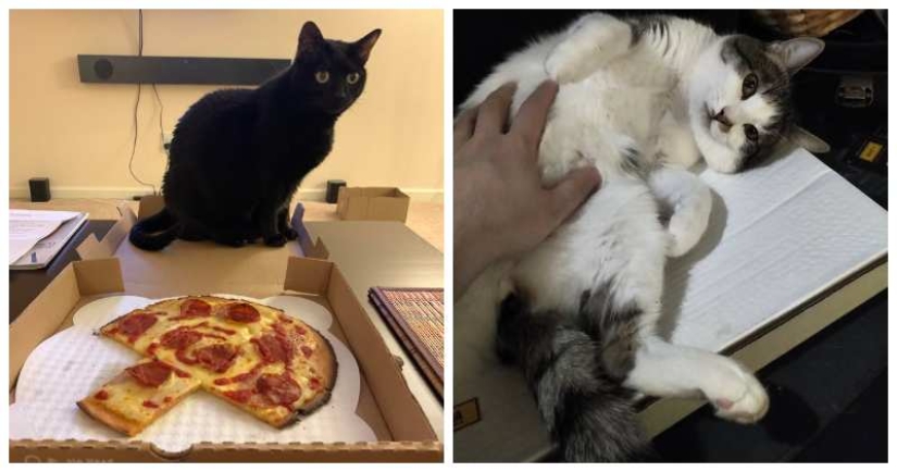 22 fotos con gatos y pizza. ¿Qué podría ser más hermoso? 22 fotos con gatos y pizza. ¿Qué podría ser más hermoso?
