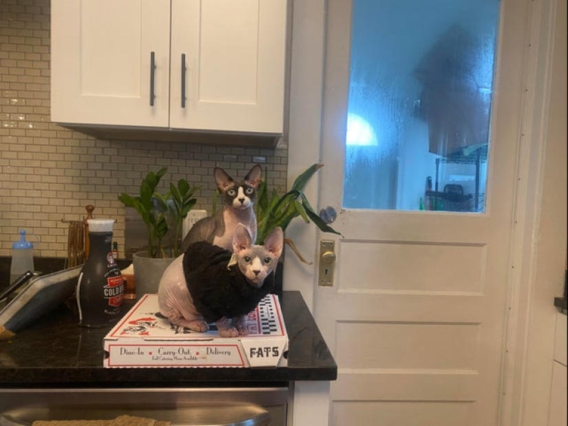 22 fotos con gatos y pizza. ¿Qué podría ser más hermoso? 22 fotos con gatos y pizza. ¿Qué podría ser más hermoso?