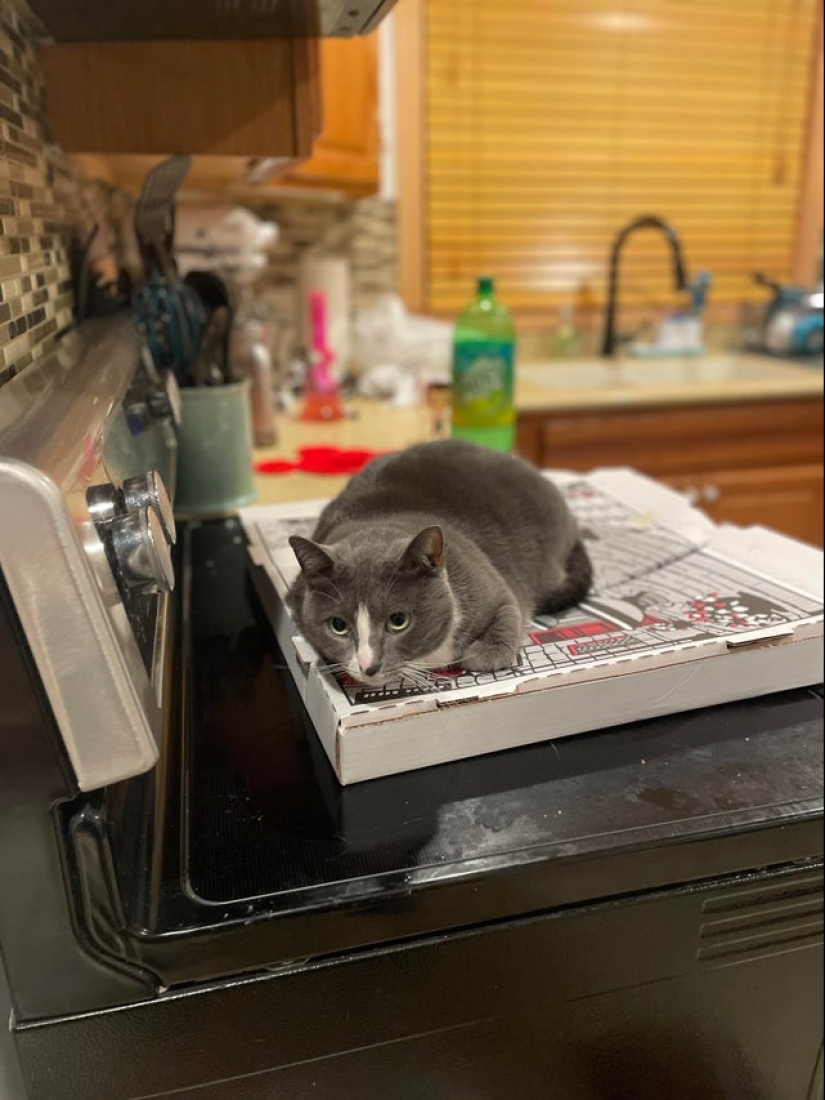 22 fotos con gatos y pizza. ¿Qué podría ser más hermoso? 22 fotos con gatos y pizza. ¿Qué podría ser más hermoso?