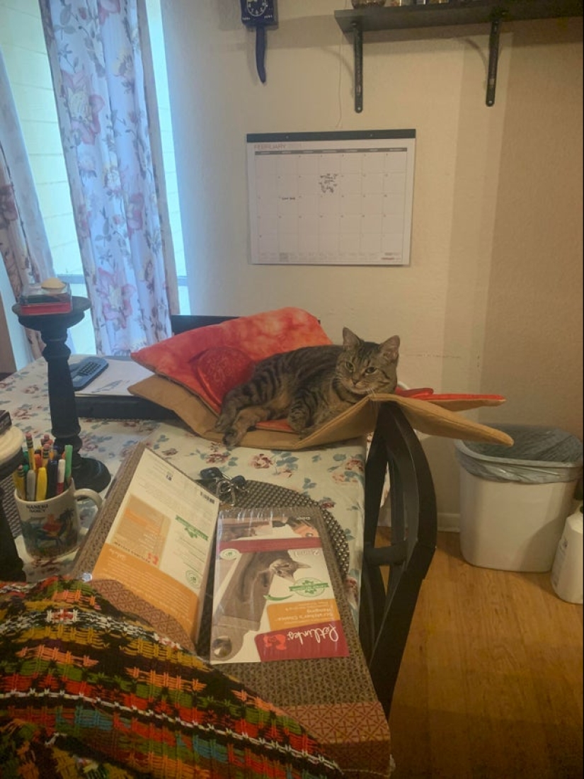 22 fotos con gatos y pizza. ¿Qué podría ser más hermoso? 22 fotos con gatos y pizza. ¿Qué podría ser más hermoso?