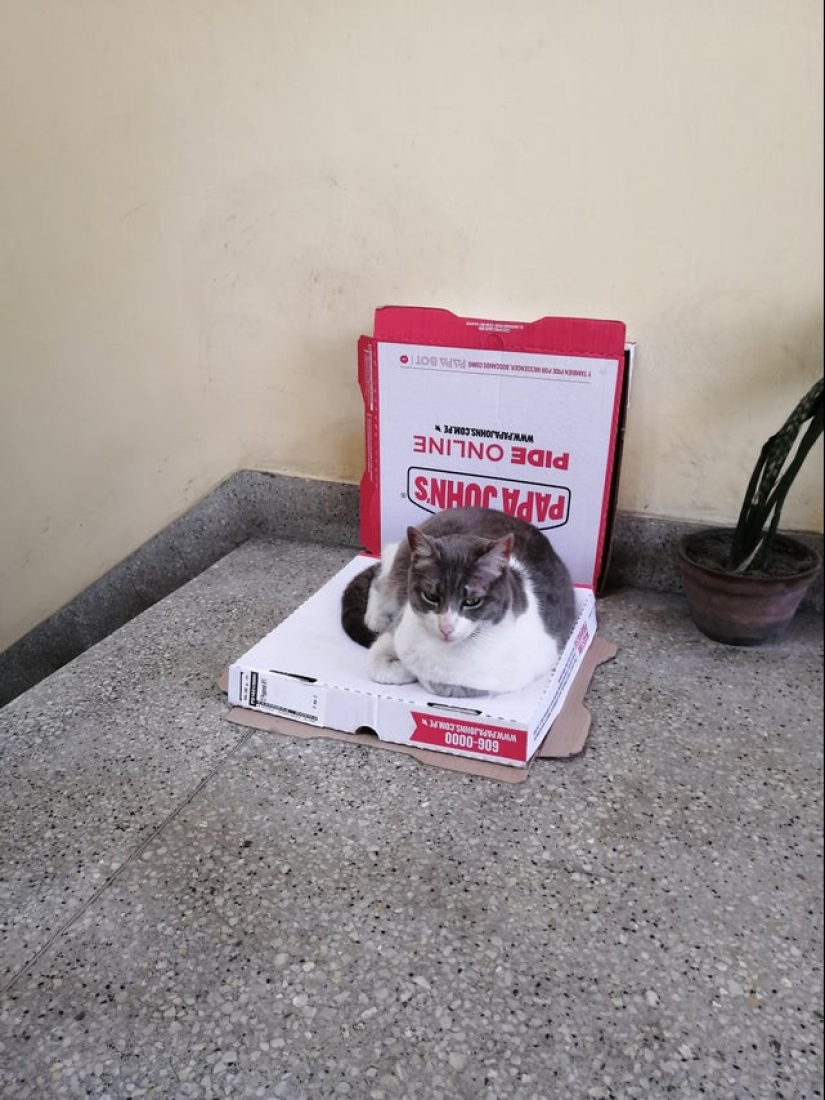 22 fotos con gatos y pizza. ¿Qué podría ser más hermoso? 22 fotos con gatos y pizza. ¿Qué podría ser más hermoso?