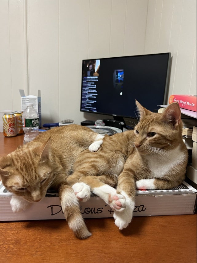 22 fotos con gatos y pizza. ¿Qué podría ser más hermoso? 22 fotos con gatos y pizza. ¿Qué podría ser más hermoso?