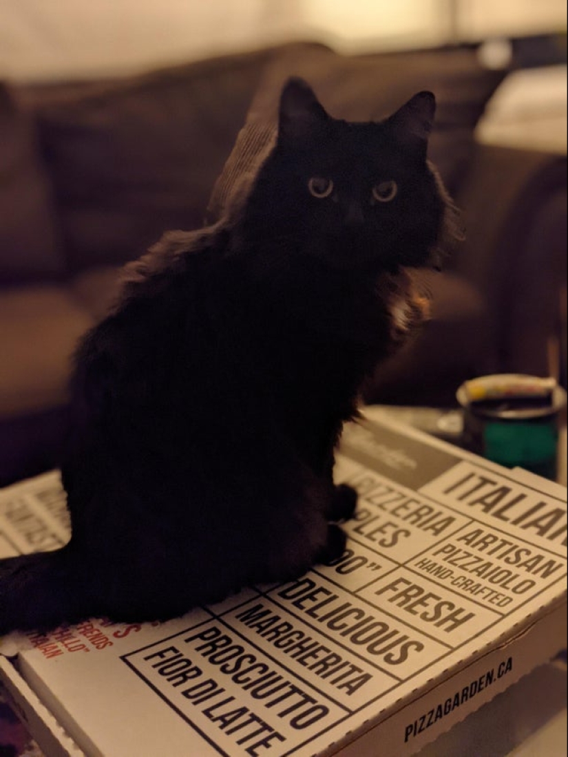 22 fotos con gatos y pizza. ¿Qué podría ser más hermoso? 22 fotos con gatos y pizza. ¿Qué podría ser más hermoso?