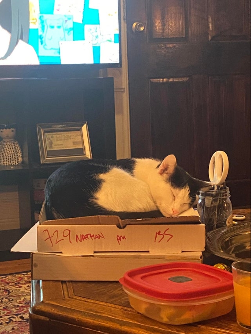 22 fotos con gatos y pizza. ¿Qué podría ser más hermoso? 22 fotos con gatos y pizza. ¿Qué podría ser más hermoso?