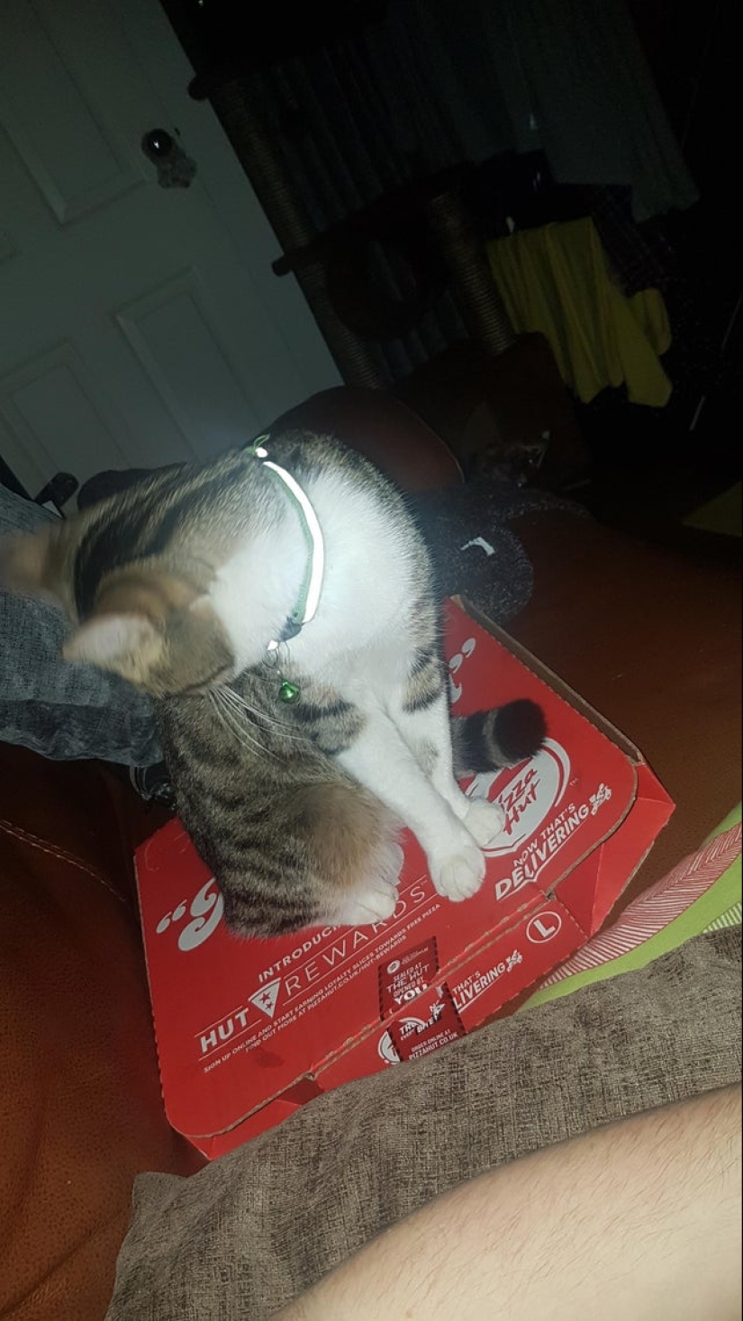 22 fotos con gatos y pizza. ¿Qué podría ser más hermoso? 22 fotos con gatos y pizza. ¿Qué podría ser más hermoso?