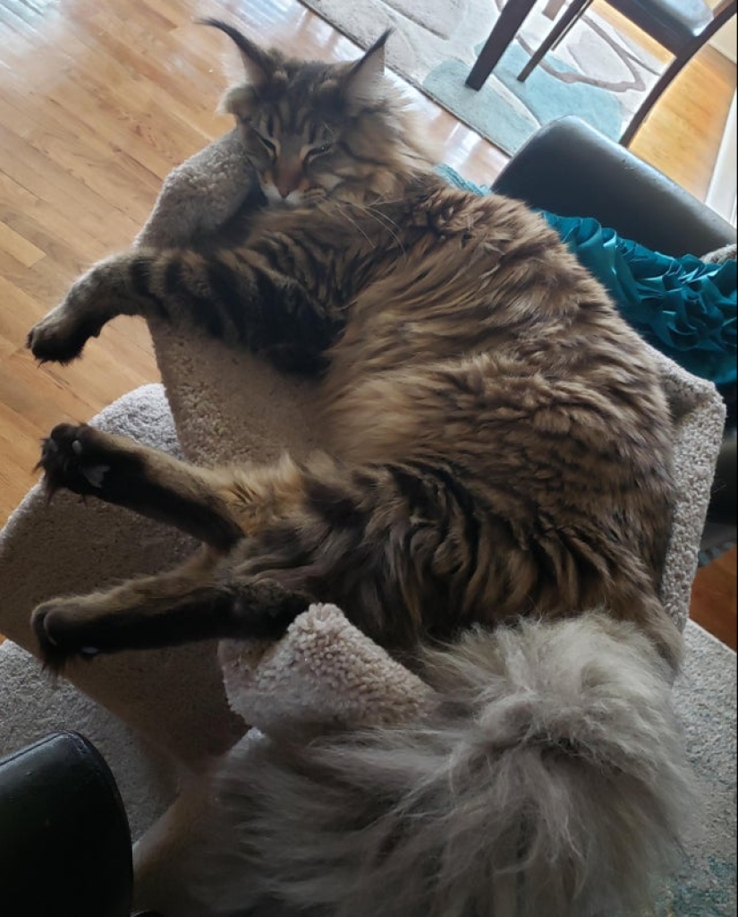 22 fotos de animales muy grandes que han olvidado que son grandes 22 fotos de animales muy grandes que han olvidado que son grandes