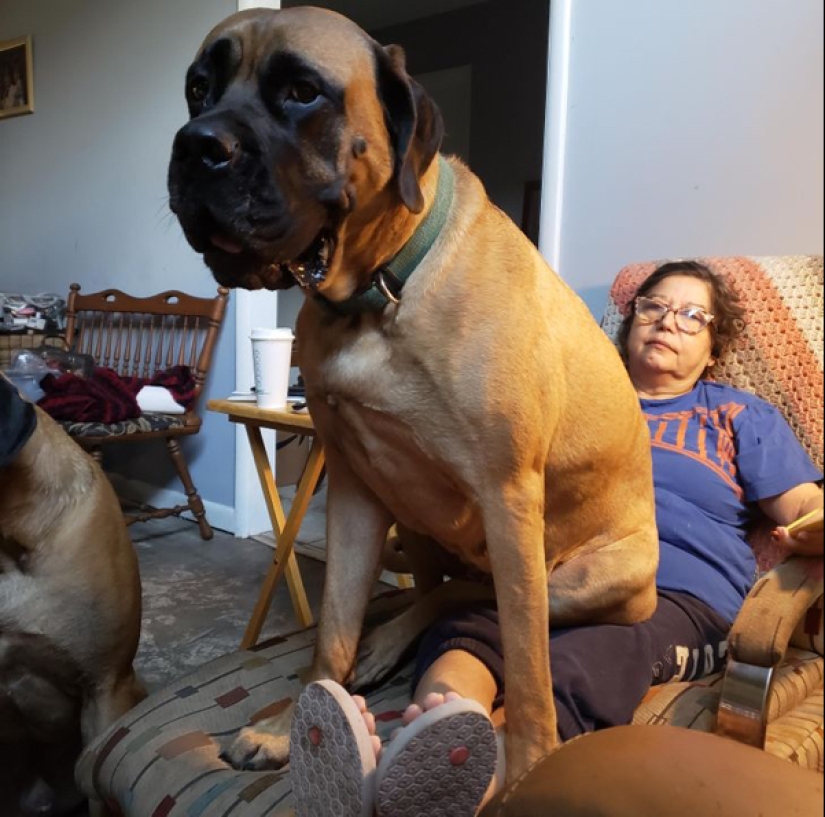 22 fotos de animales muy grandes que han olvidado que son grandes 22 fotos de animales muy grandes que han olvidado que son grandes