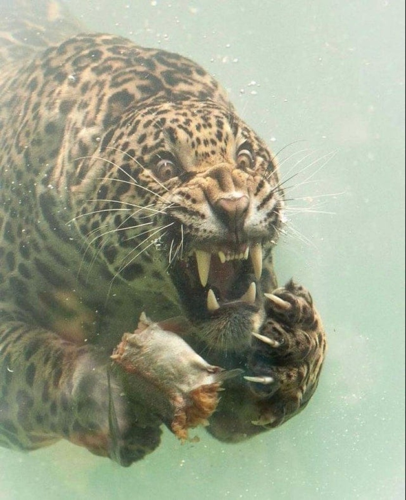 22 fotos de cosas muy extrañas y hasta aterradoras que realmente existen 22 fotos de cosas muy extrañas y hasta aterradoras que realmente existen