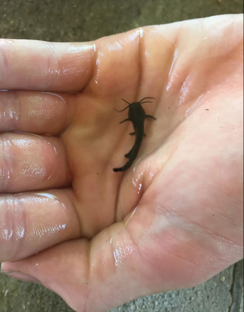 22 fotos de pequeños animales que traen gran alegría 22 fotos de pequeños animales que traen gran alegría