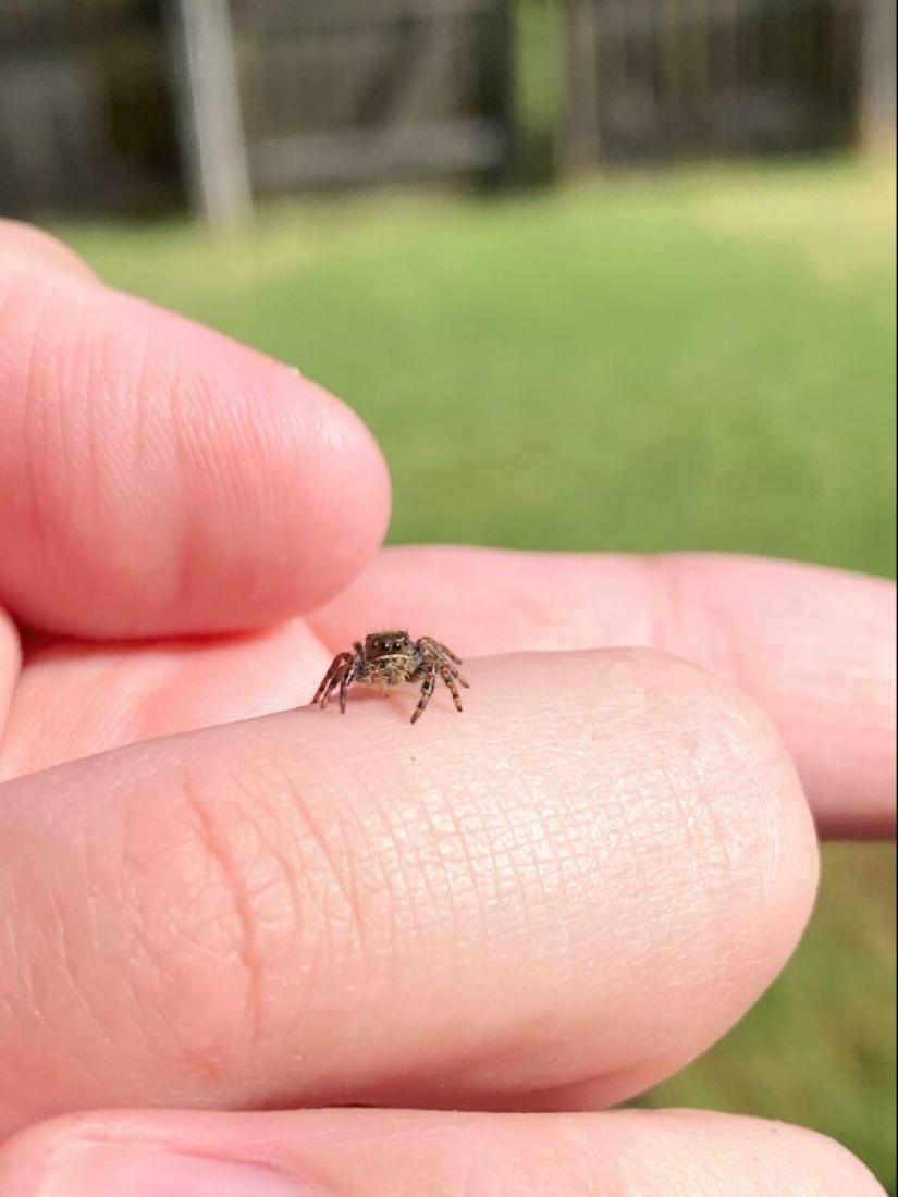 22 fotos de pequeños animales que traen gran alegría 22 fotos de pequeños animales que traen gran alegría