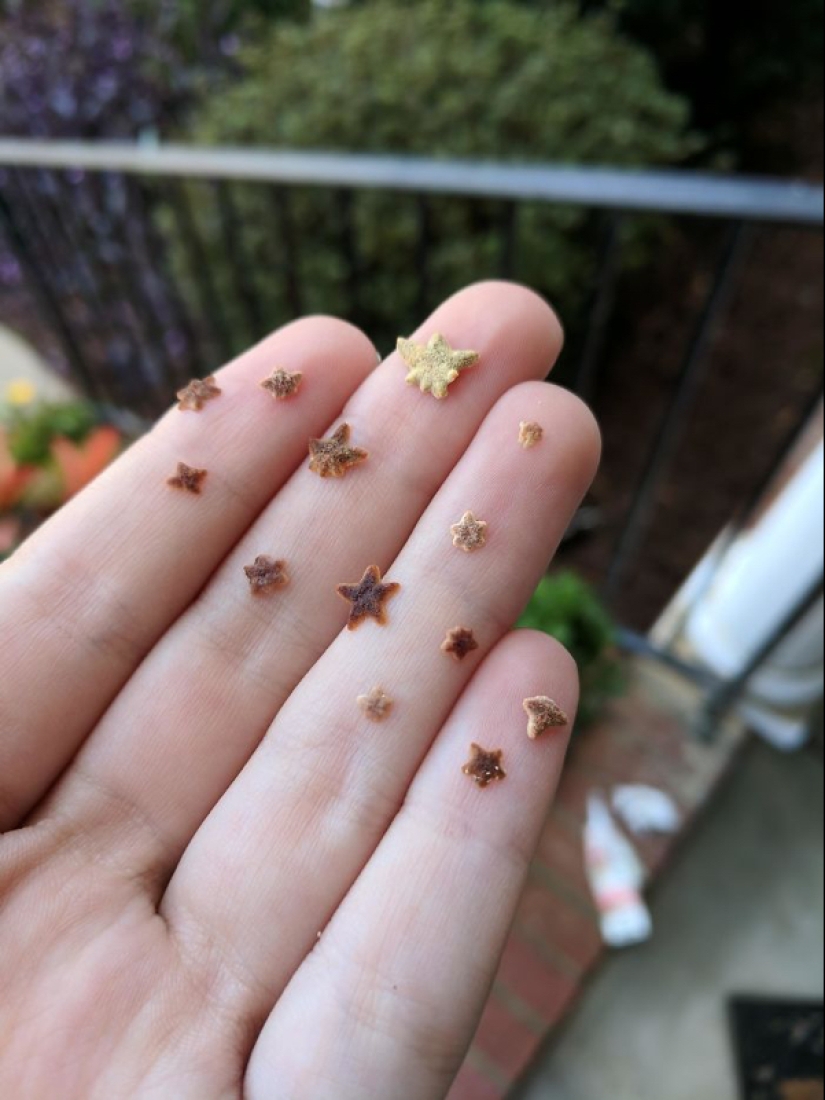 22 fotos de pequeños animales que traen gran alegría 22 fotos de pequeños animales que traen gran alegría